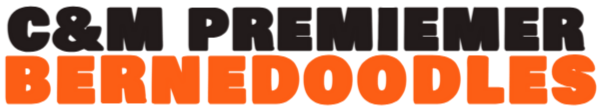 C&M Premier Bernedoodles